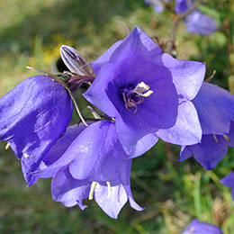 Campnula folhas de pessegueiro